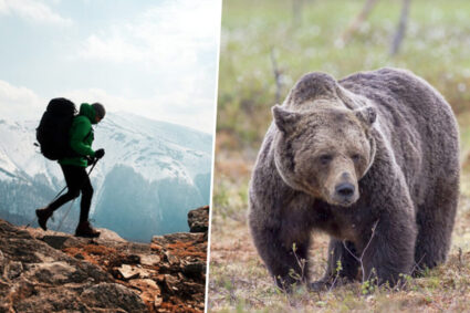 un-turist-strain-a-fost-atacat-de-un-urs,-pe-transfagarasan,-dupa-ce-l-a-hranit.-incidentul-a-fost-filmat