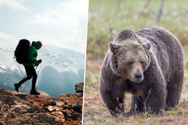 un-turist-strain-a-fost-atacat-de-un-urs,-pe-transfagarasan,-dupa-ce-l-a-hranit.-incidentul-a-fost-filmat