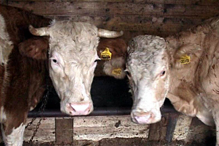 un-gigant-apare-in-zootehnie.-unde-se-construieste-un-complex-urias-pentru-zeci-de-mii-de-bovine-destinate-exportului