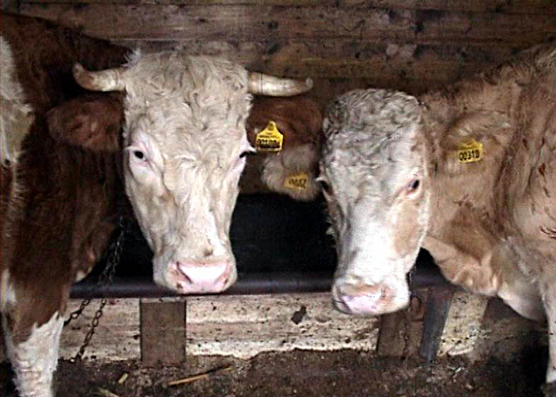 un-gigant-apare-in-zootehnie.-unde-se-construieste-un-complex-urias-pentru-zeci-de-mii-de-bovine-destinate-exportului
