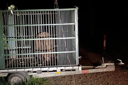 autoritatile-din-brasov-au-capturat-un-urs-care-intra-frecvent-in-zonele-locuite.-animalul,-relocat-anterior,-a-fost-eutanasiat