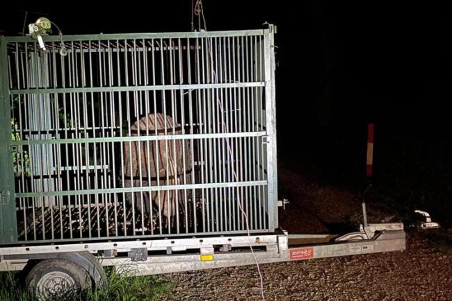 autoritatile-din-brasov-au-capturat-un-urs-care-intra-frecvent-in-zonele-locuite.-animalul,-relocat-anterior,-a-fost-eutanasiat