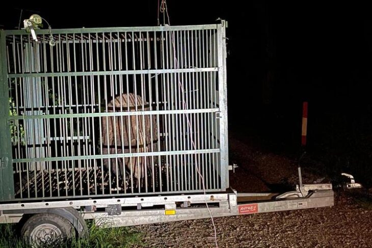 autoritatile-din-brasov-au-capturat-un-urs-care-intra-frecvent-in-zonele-locuite.-animalul,-relocat-anterior,-a-fost-eutanasiat
