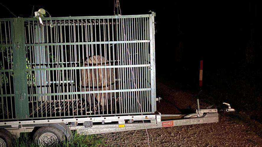 autoritatile-din-brasov-au-capturat-un-urs-care-intra-frecvent-in-zonele-locuite.-animalul,-relocat-anterior,-a-fost-eutanasiat