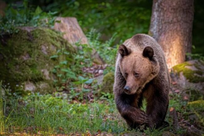 ce-nu-trebuie-sa-faci-niciodata-daca-vezi-un-urs-aproape-de-casa