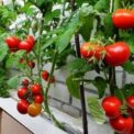 greseala-care-usuca-rosiile-in-timpul-caniculei.-multi-gradinari-o-fac-fara-sa-stie