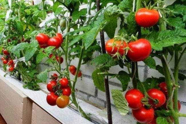 greseala-care-usuca-rosiile-in-timpul-caniculei.-multi-gradinari-o-fac-fara-sa-stie