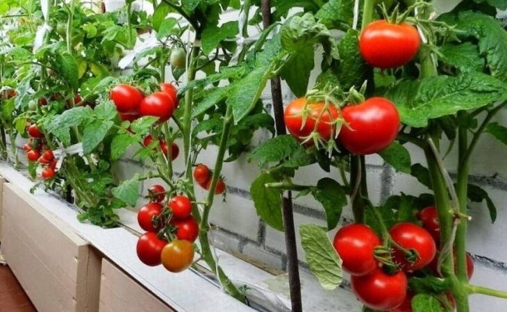 greseala-care-usuca-rosiile-in-timpul-caniculei.-multi-gradinari-o-fac-fara-sa-stie