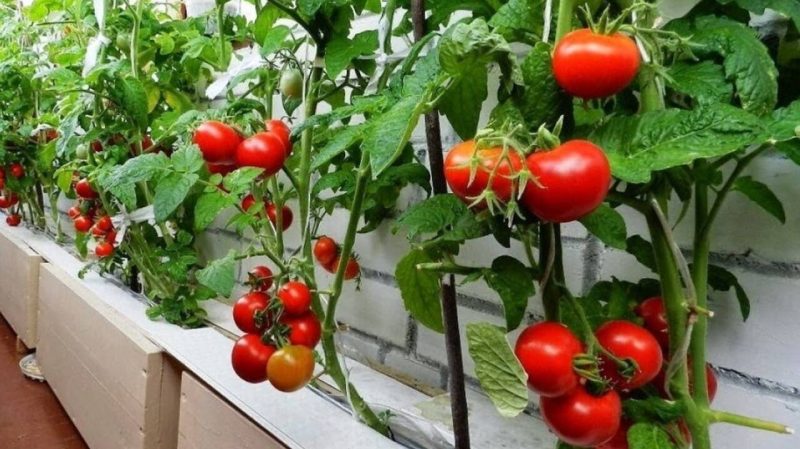 greseala-care-usuca-rosiile-in-timpul-caniculei.-multi-gradinari-o-fac-fara-sa-stie