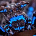 foto-|-fiinte-ca-din-alta-lume,-descoperite-de-cercetatori.-paianjenul-fluorescent-si-insectele-necunoscute-care-au-uimit-lumea-stiintei