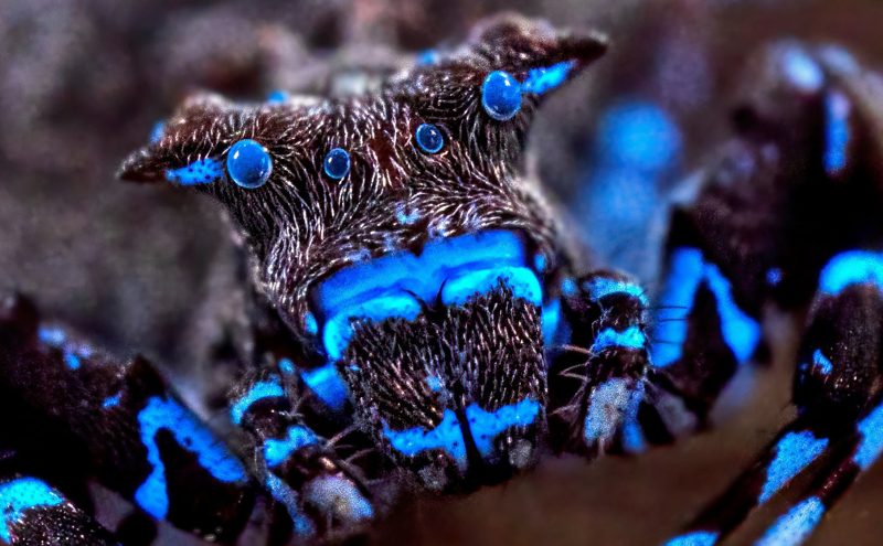 foto-|-fiinte-ca-din-alta-lume,-descoperite-de-cercetatori.-paianjenul-fluorescent-si-insectele-necunoscute-care-au-uimit-lumea-stiintei