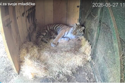 Trei pui de tigru siberian s-au născut la Grădina Zoologică din Ljubljana