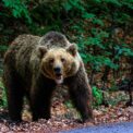 un-barbat-de-34-de-ani-a-fost-ucis-de-urs,-in-judetul-sibiu