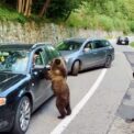 de-ce-cersesc-ursii-la-marginea-drumului-pe-transfagarasan,-dar-fug-de-turisti-in-retezat.-explicatia-care-vine-din-anii-comunismului