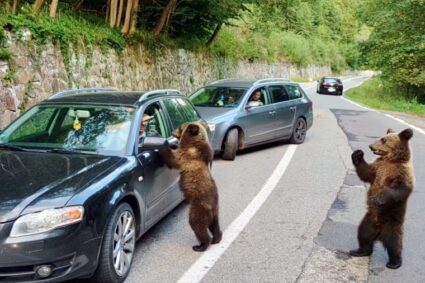 Urșii cerșesc la Transfăgărășan, fug de turiști în Retezat