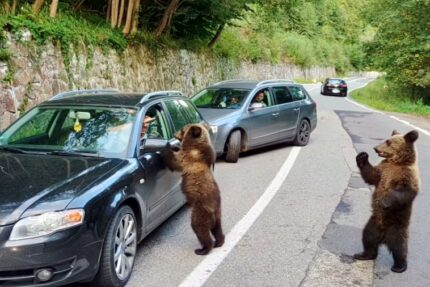 de-ce-cersesc-ursii-la-marginea-drumului-pe-transfagarasan,-dar-fug-de-turisti-in-retezat.-explicatia-care-vine-din-anii-comunismului