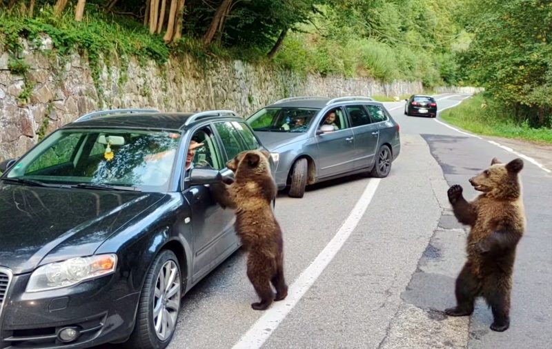de-ce-cersesc-ursii-la-marginea-drumului-pe-transfagarasan,-dar-fug-de-turisti-in-retezat.-explicatia-care-vine-din-anii-comunismului