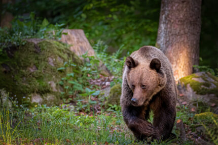 turista-straina,-ranita-de-un-urs-pe-transfagarasan.-a-fost-emis-mesaj-ro-alert
