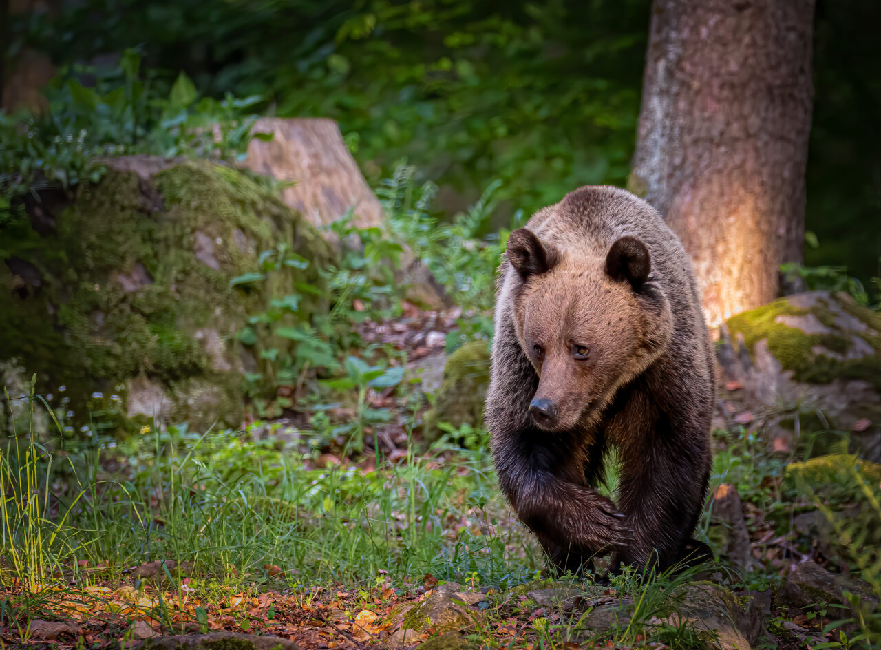 turista-straina,-ranita-de-un-urs-pe-transfagarasan.-a-fost-emis-mesaj-ro-alert