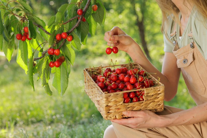 care-este-cel-mai-usor-mod-de-a-culege-cirese?-trucurile-incercate-de-romani,-nu-ai-cum-sa-dai-gres
