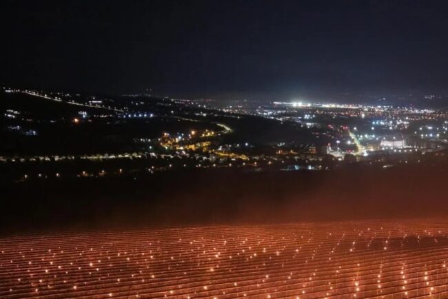 ce-recolta-a-putut-obtine-ferma-din-cluj-care-in-aprilie-a-incalzit-plantatia-de-ciresi-cu-4000-de-lumanari