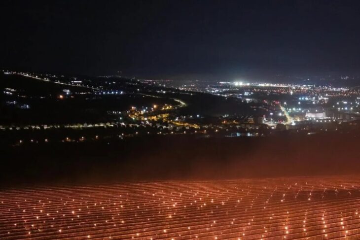 ce-recolta-a-putut-obtine-ferma-din-cluj-care-in-aprilie-a-incalzit-plantatia-de-ciresi-cu-4000-de-lumanari