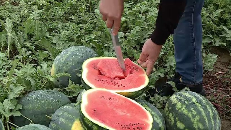 cat-vor-costa-pepenii-de-dabuleni-in-2026.-cand-ajung-in-piete-si-de-ce-intarzie-recolta