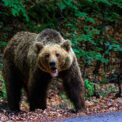 a-fost-prins-al-saselea-urs-din-zona-municipiului-brasov.-localnicii,-disperati-de-prezenta-animalului-salbatic,-au-sunat-la-112