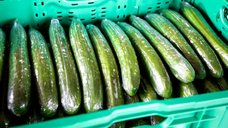 de-ce-castravetii-lungi-din-supermarket-sunt-inveliti-in-plastic.-motivul-nu-are-legatura-doar-cu-transportul