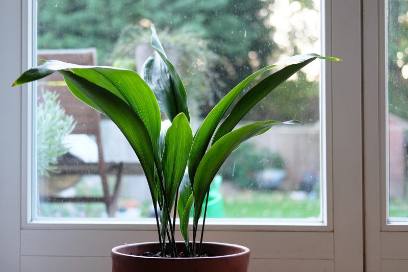 planta-de-interior-super-rezistenta-care-absoarbe-caldura-si-racoreste-aerul-din-casa-vara.-multi-spanioli-si-italieni-o-au