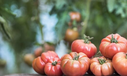 cand-si-cum-sa-uzi-rosiile-pentru-a-nu-crapa-vara.-secretul-agricultorilor-cu-experienta