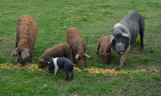 romanii-care-cresc-porci-de-reproductie-din-rasele-bazna-si-mangalitia-pot-primi-bani-de-la-stat.-ce-prevede-noua-schema-de-ajutor