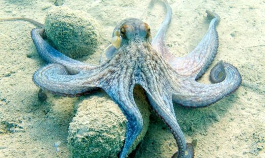 caracatitele-au-o-mutatie-extraterestra-nemaivazuta-la-alte-vietuitoare.-descoperirea-care-le-ar-putea-explica-inteligenta-iesita-din-comun