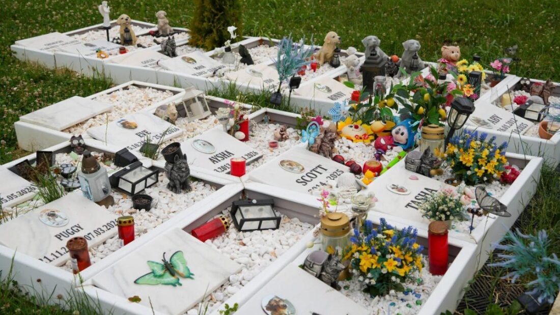 un-cimitir-cu-gradina-memoriala-pentru-animalele-de-companie-ar-putea-aparea-la-iasi