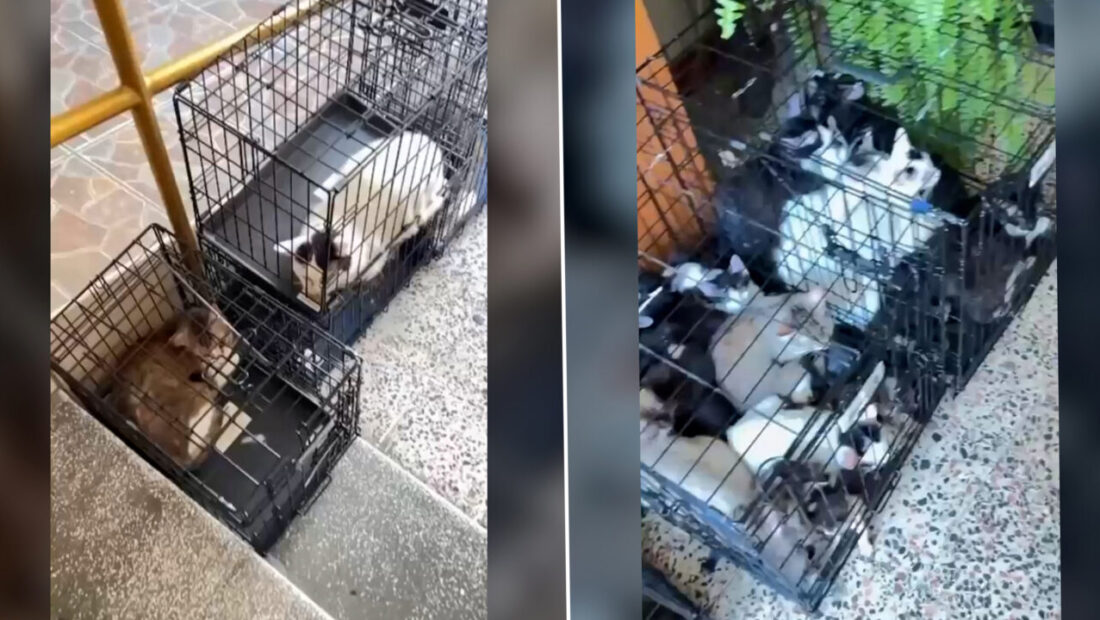 peste-100-de-pisici-au-fost-salvate-de-politie-din-2-imobile-din-bucuresti.-84-dintre-feline-au-fost-gasite-la-adresa-unei-femei,-dupa-o-sesizare