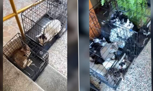 peste-100-de-pisici-au-fost-salvate-de-politie-din-2-imobile-din-bucuresti.-84-dintre-feline-au-fost-gasite-la-adresa-unei-femei,-dupa-o-sesizare